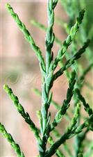  Vegetative branches bearing leaves